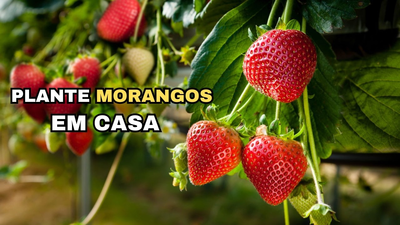 Plante MORANGOS Usando apenas UMA GARRAFA PET!