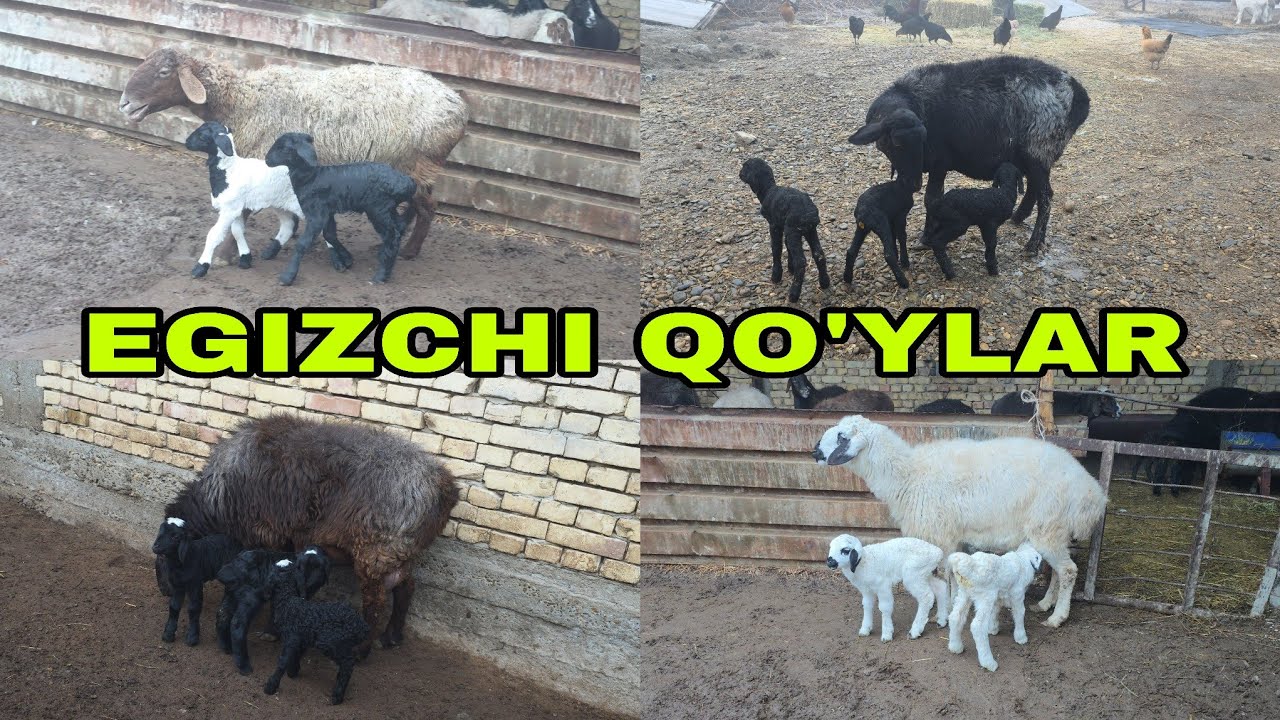  Ortiqjon ukamizdan yangi partiya egizchi qoʻy kutganlar uchun 27-yanvar, 2026