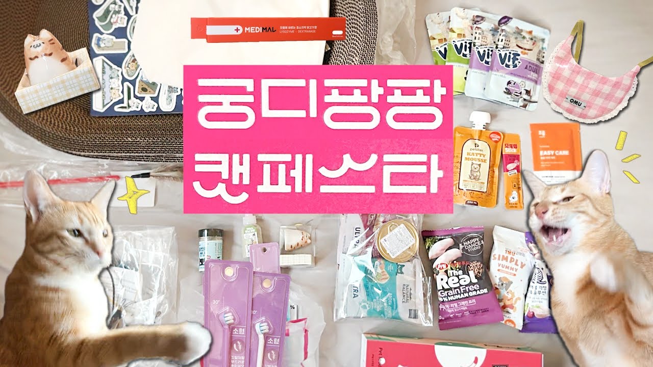 궁디팡팡 캣페스타 언박싱 후기😺📦 + 고양이 반응 리뷰, 추천 제품, 가성비템 | 고양이 남매 일상 브이로그