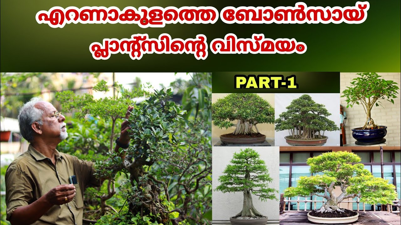 50വർഷത്തിൽ അധികം പഴക്കമുള്ള ബോൺസായ് മരങ്ങളുടെ അത്ഭുത ലോകം  || Bonsai Garden || Farm Stories ||Part 1