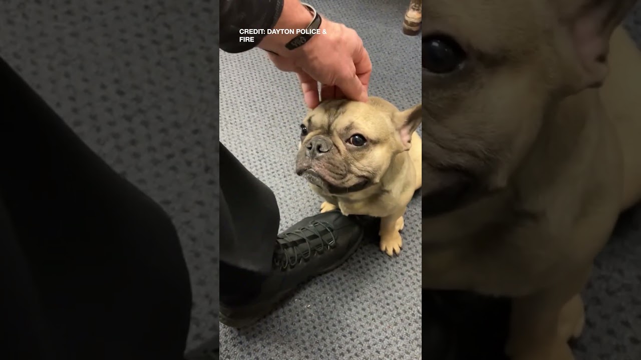 Lost dog follows officer into police station, later reunited with owners