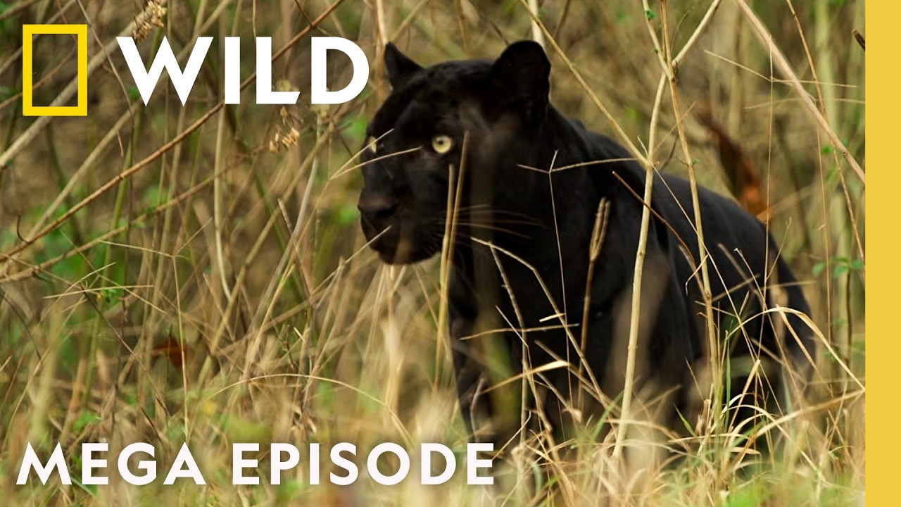 Exploring Big Cats Around the Globe | MEGA Episode | Nat Geo Animals