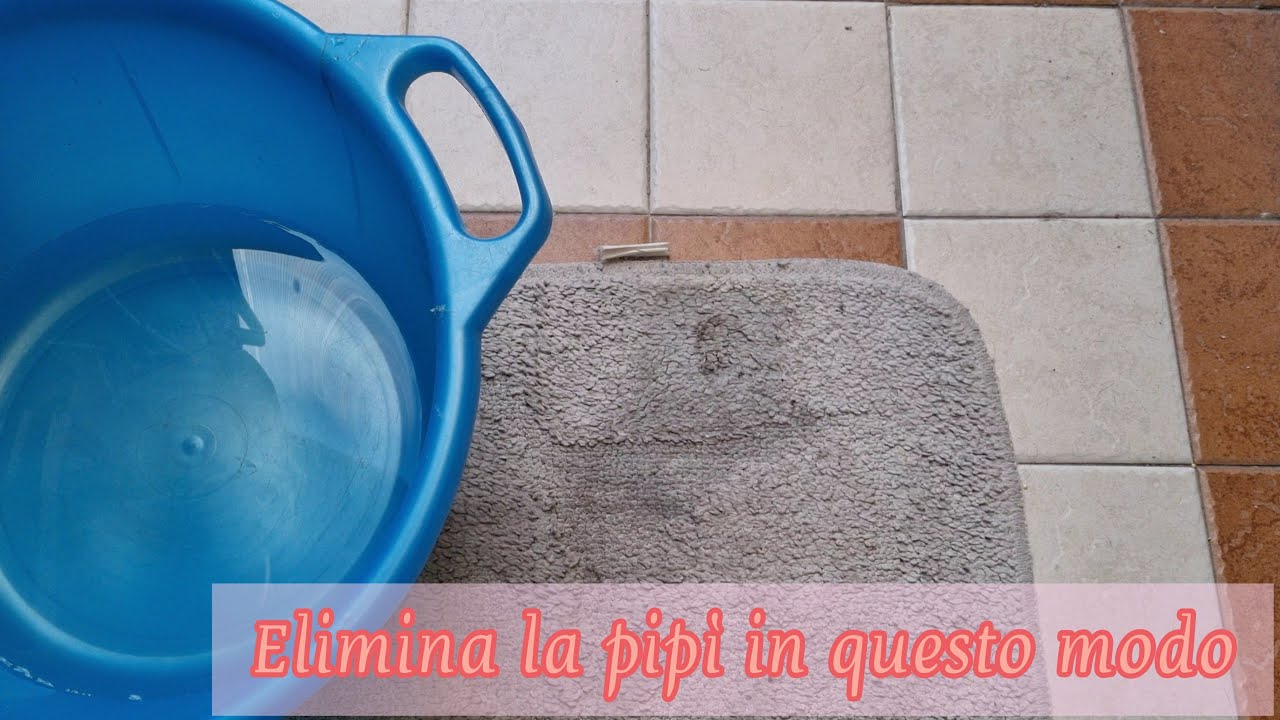 Come rimuovere le macchie di pipì del vostro amico a quattro zampe 🐶 | MAMMASTYLE.IT |