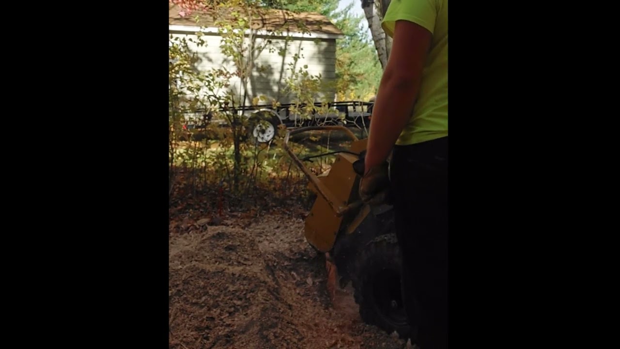Maple Stump Removal with a Vermeer 252