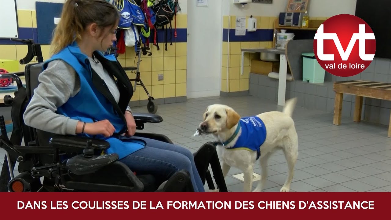 Chiens d’assistance, dans les coulisses de la formation