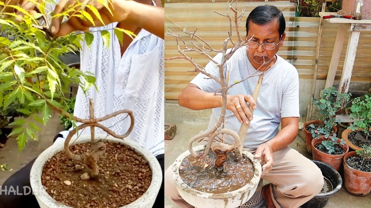 How to turn a neem tree into a fancy bonsai