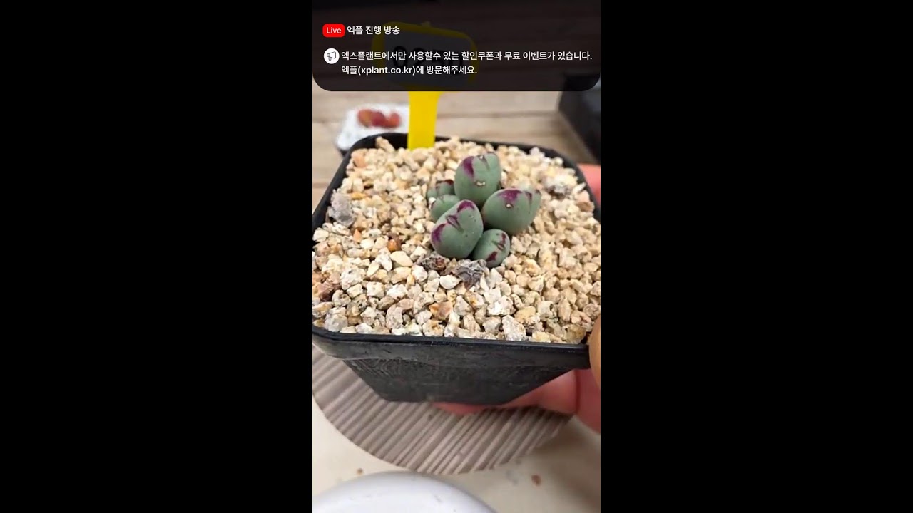 가이안 라이브 - #다육판매영상 #다육판매방 #다육판매하는곳 #다육이 #다육이를부탁해 #다육이판매영상 #다육이라이브 #다육이화분 #선인장 #코덱스 #코노피튬