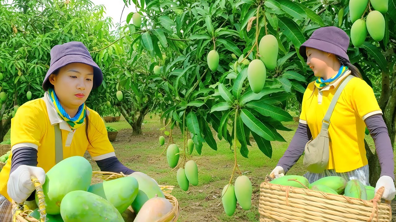 Harvesting Green Sand Mangoes | Selling at the Market, Pet Care & Luffa Trellis Reinforcement