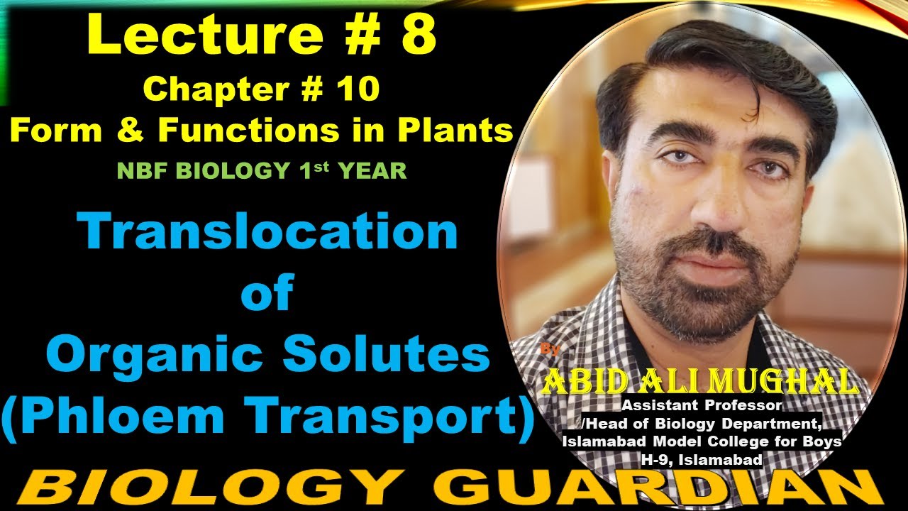 Translocation of Organic Solutes | Phloem Transport | Lecture 8 Ch 10 NBF Bio-11 By Abid Ali Mughal
