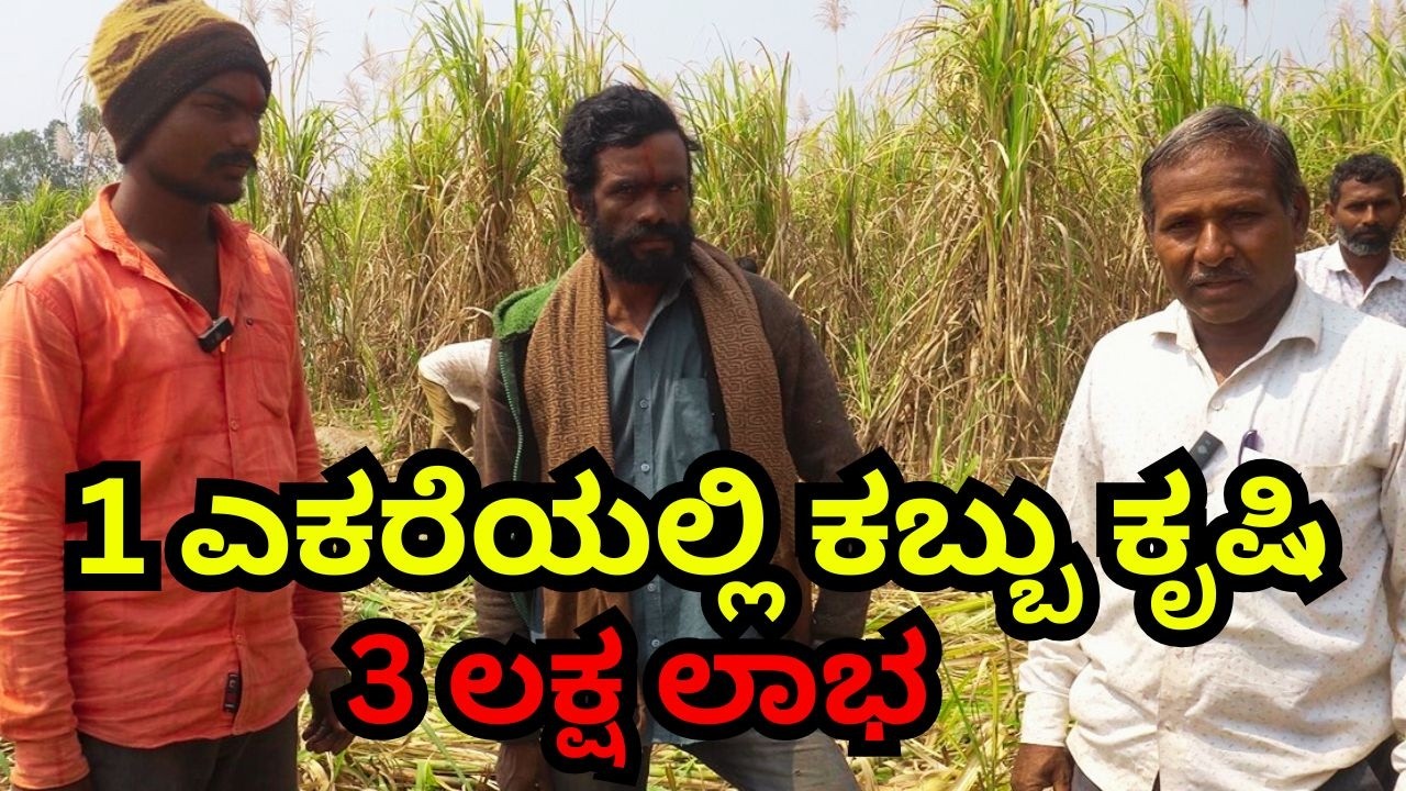 1 ಎಕರೆಯಲ್ಲಿ ಕಬ್ಬು ಕೃಷಿ II Sugarcane Farming in 1 Acre II