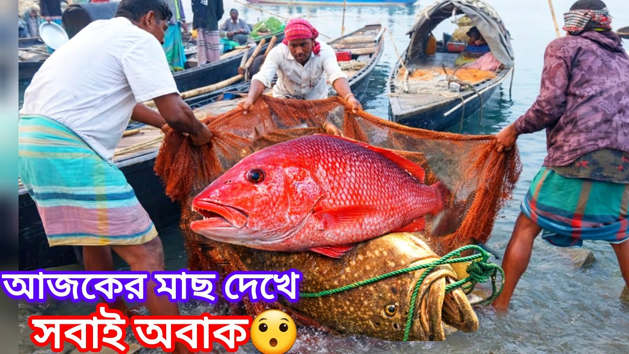 আজকের বাজারে কালি বাউশের ঝড়! নিলামে হুলস্থুল 😳