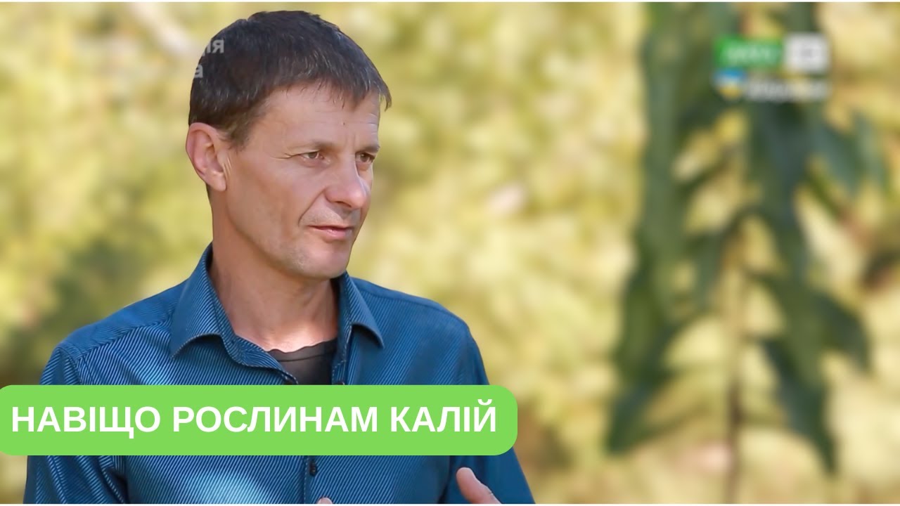 Чому калій критично важливий для рослин, де його взяти та як підготувати сад до зими