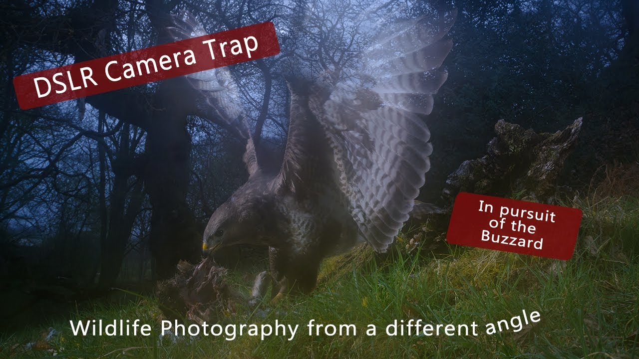 DSLR Camera trap - In pursuit of the Buzzard