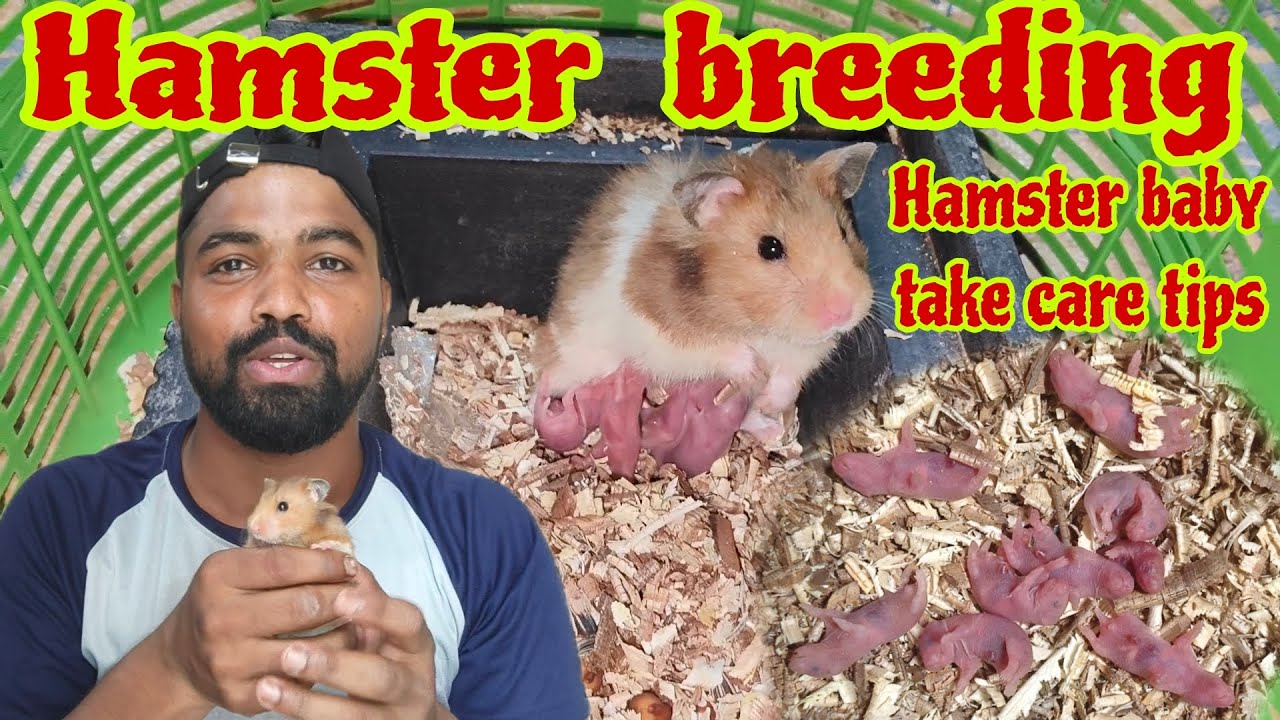 Hamster breeding Syrian Hamster babies growing up 25 day take care tips how to breed Hamster farming