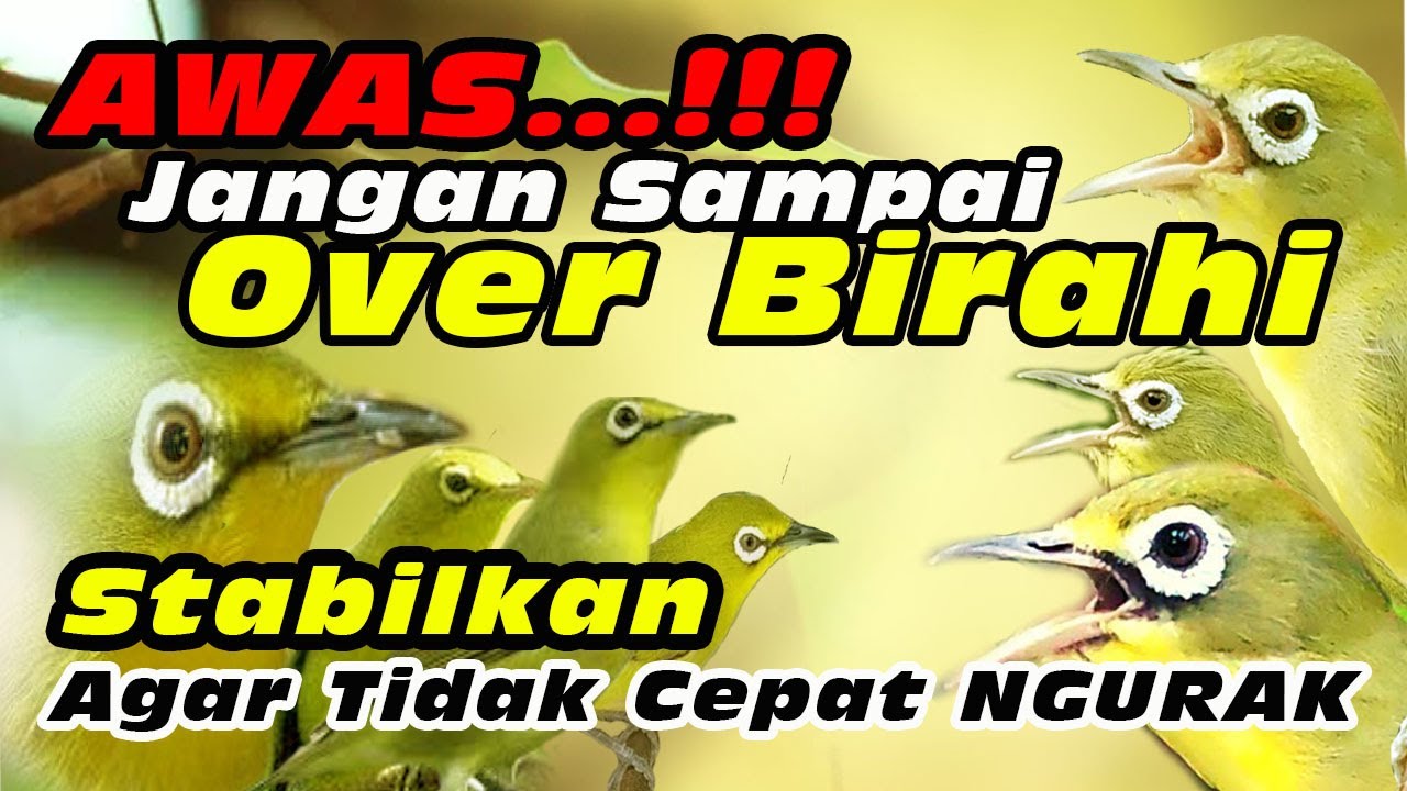 Birahi Stabil, Burung Tidak Gampang Stres #kecialkuninggacor #kecialkombok #kecialngejos
