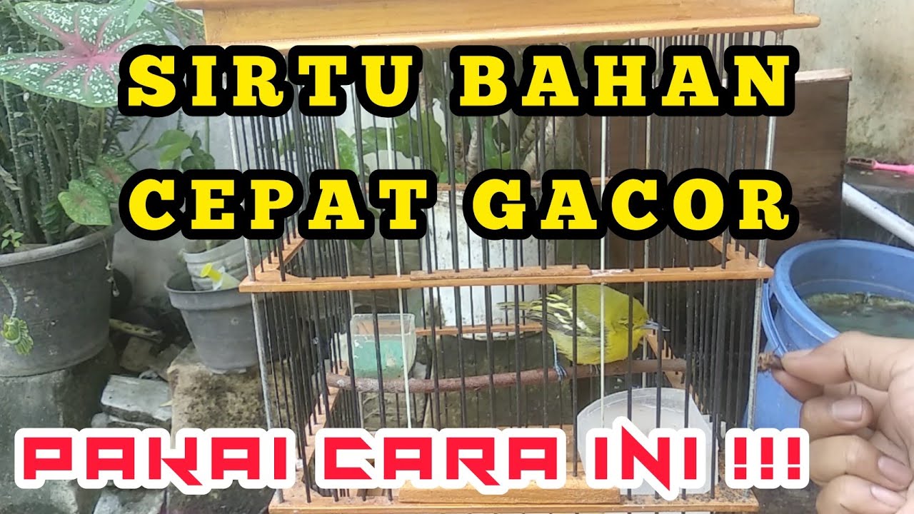 Cara Merawat Burung Sirtu/Cipoh Biar Cepat Gacor dan Rajin Berkicau