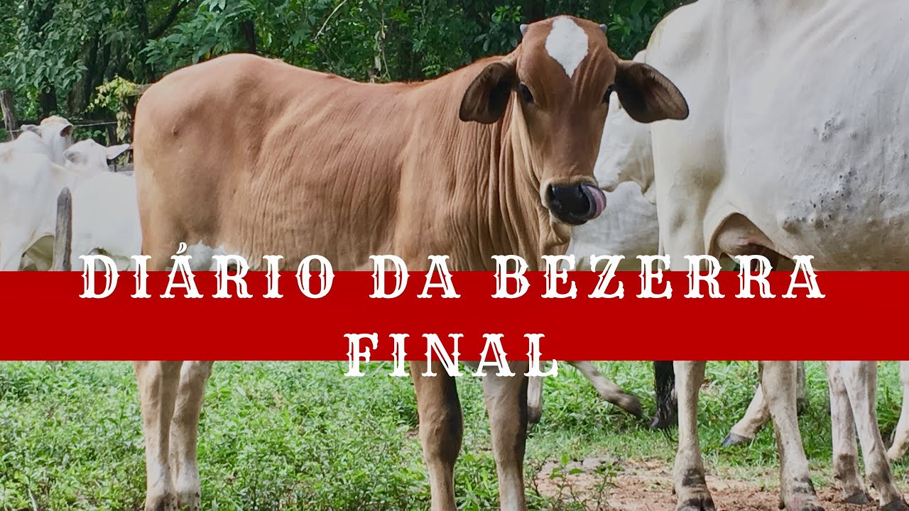 Baby Tiffany - O Diário da bezerra | Final, 9 meses depois - Canal Jeito de Cowboy