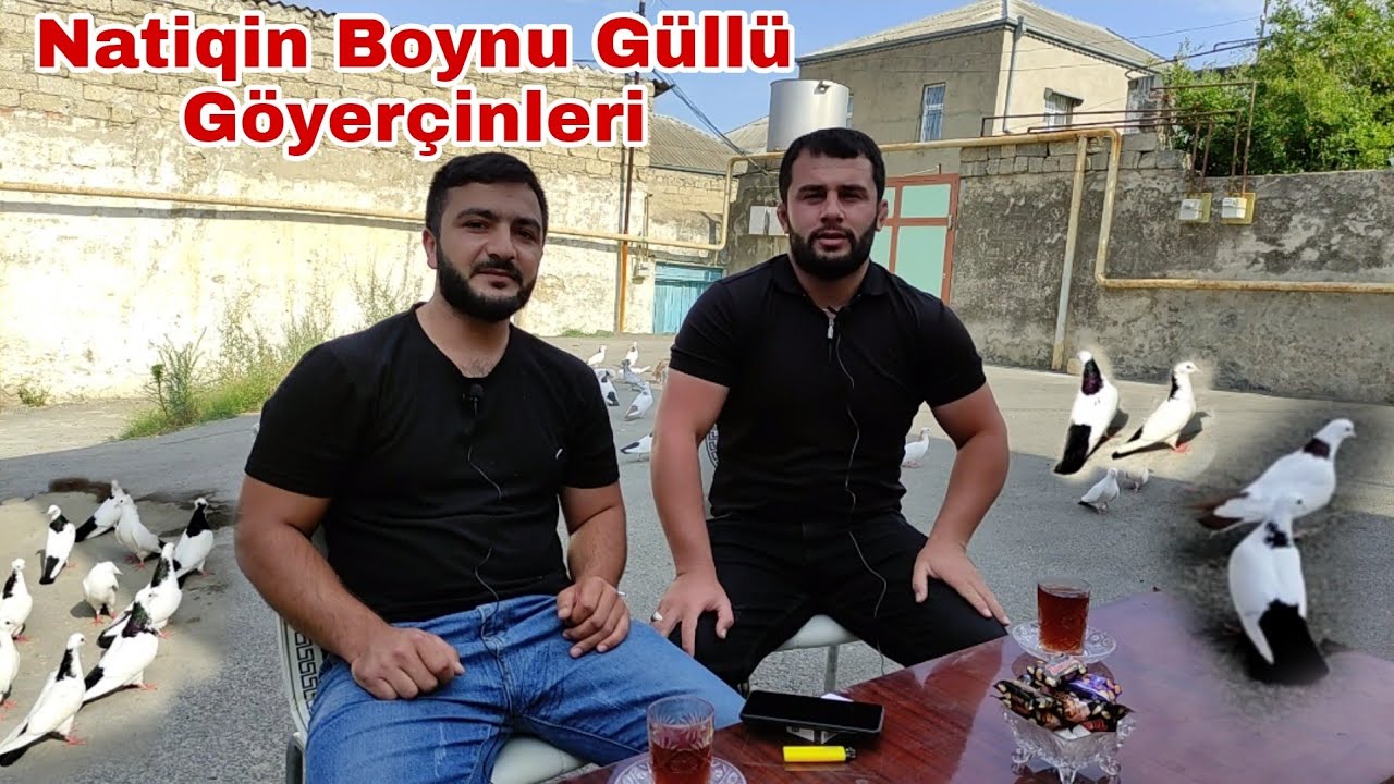 Balaxani Natiqin Boynu Güllü Göyerçinleri. #elixezer #bakigoyercinleri