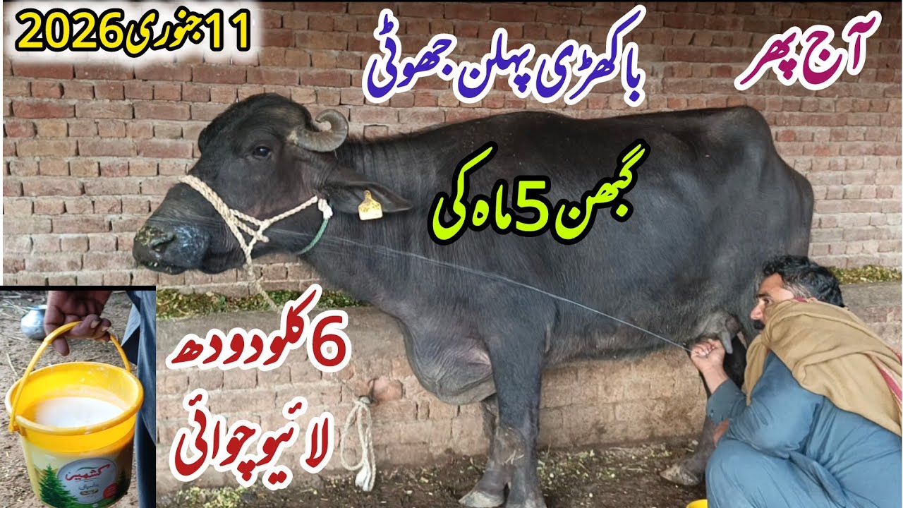 پپو بلوچ 404 گ۔ب|باکھڑی بھینس|11جنوری2026|Pure Neli, Nili Ravi Buffalo for sale on Zafar Animal Tv 
