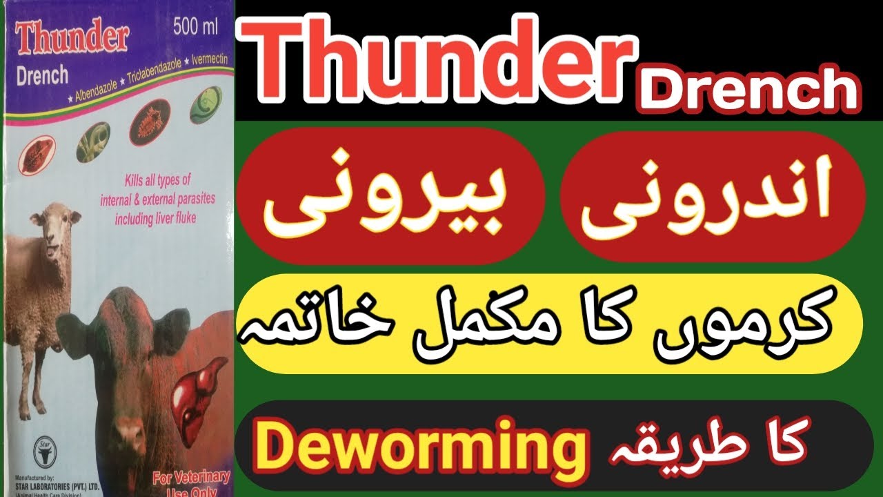 Thunder Drench Kill All Type Of Internal and External Parasites Including Liver Fluke | Urdu |Hindi