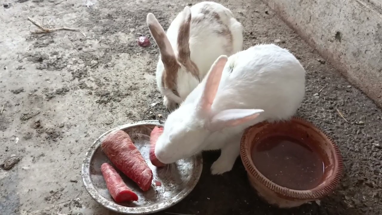 Rabbit na bcha dya 👣