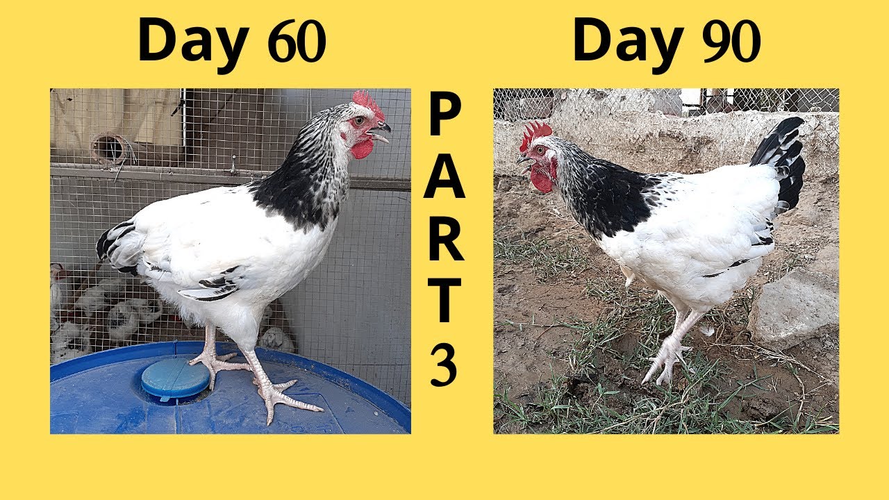 Light Sussex Heritage Chicks Growth [part 3] || Day 61 to 90