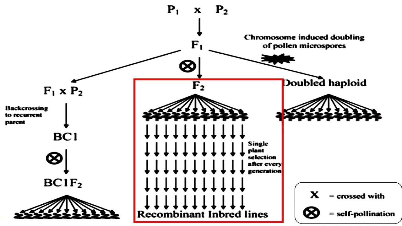 For Double Haploid Crosses and Recombinant Inbred Lines and Backcross F1 Crosses