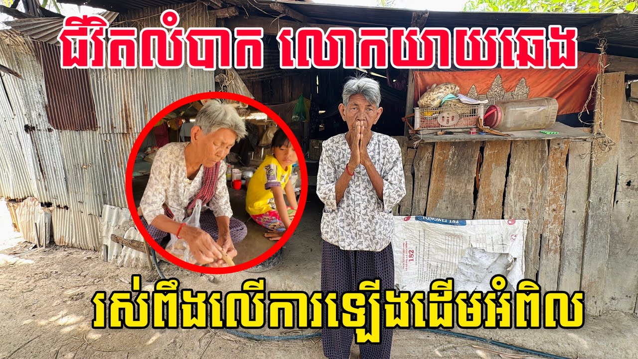 ជីវិតលោកយាយឆេង និងកូនចៅ រស់ពឹងលើការឡើងដើមអំពិលបេះយកទៅលក់