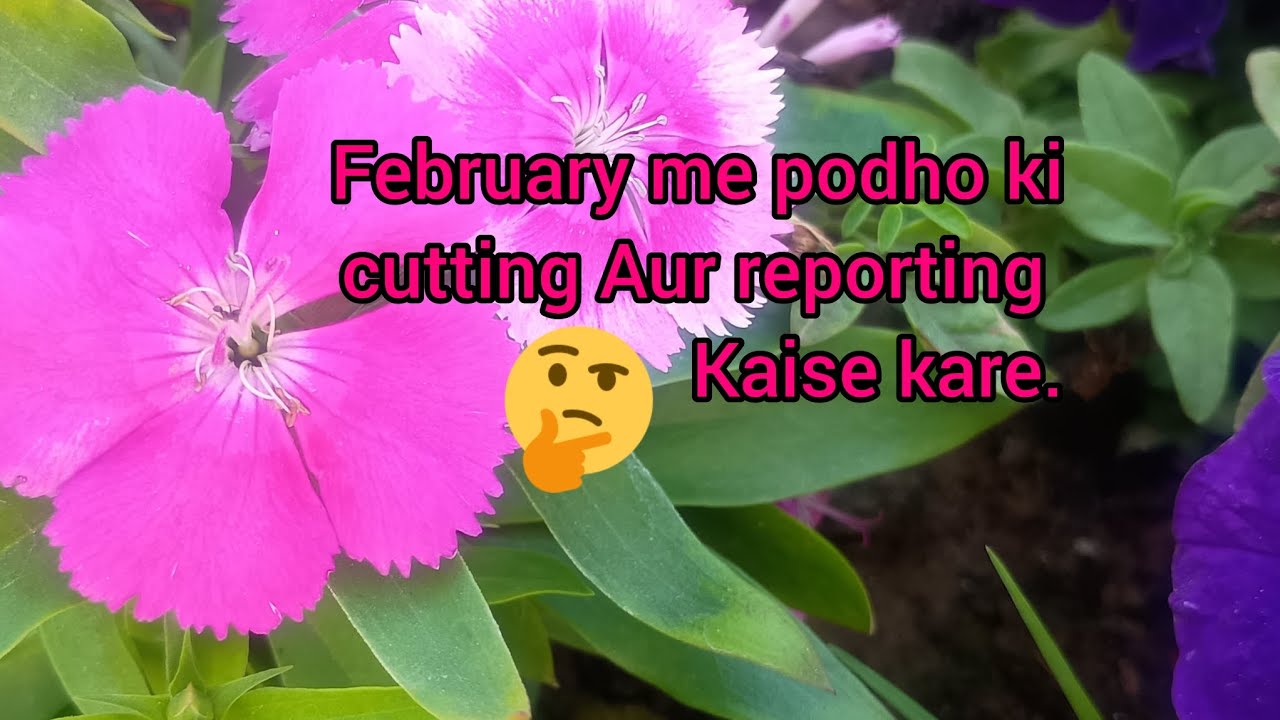 February me podho ki cutting aur reporting kaise kare.