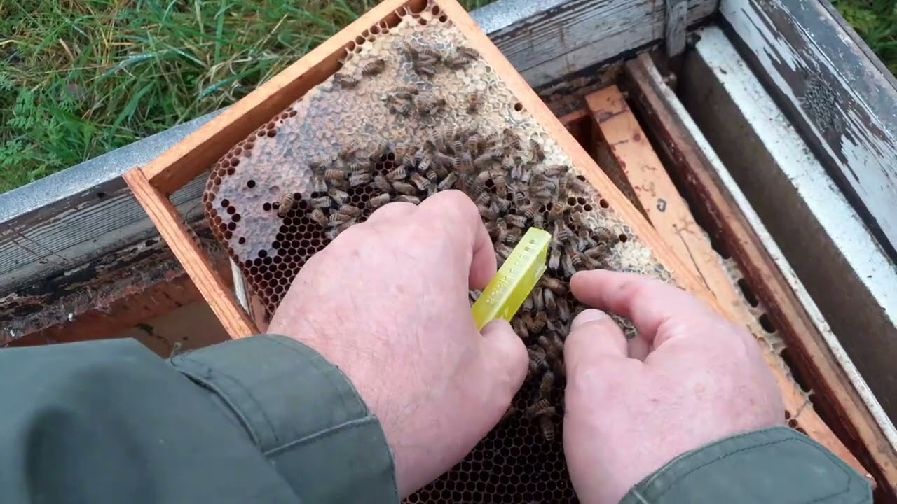ПОКАЗЫВАЮ  СОВЕТУЮ= СОХРАНЯЮ МАТОЧЕК ДО ВЕСНЫ