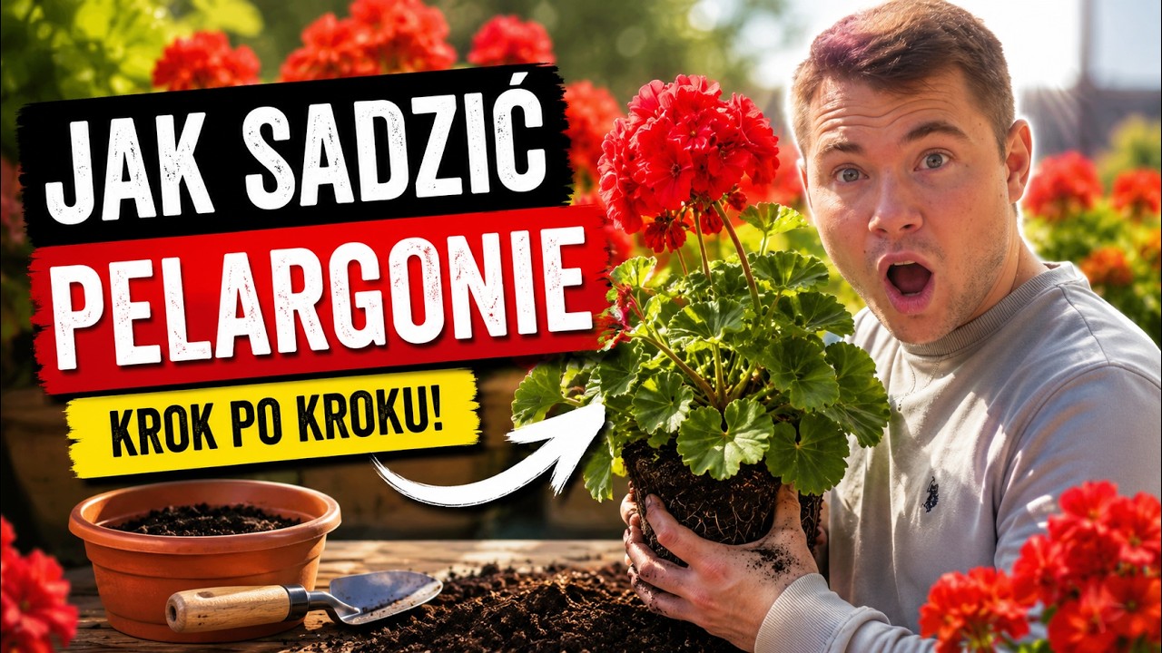 Jak sadzić pelargonie? Dzięki temu będą kwitły aż do jesieni!