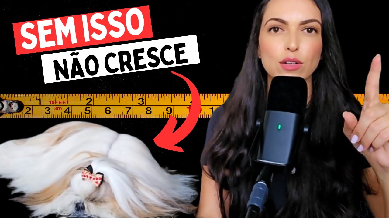 TENHA UM SHIH TZU COM PELAGEM LONGA  seguindo 5 dicas simples 