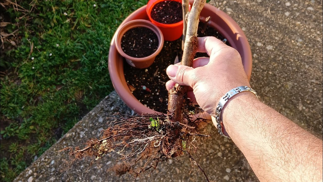 ALBERI DA FRUTTA IN VASO ,ALBERI DA FRUTTA A RADICE NUDA ; TEMPI, POTATURA, PROFONDITÀ ED ALTRO 😉🌿🌿🌿