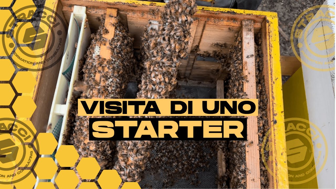 Visita di un Nostro Starter adibito a produzione di Regine Selezionate