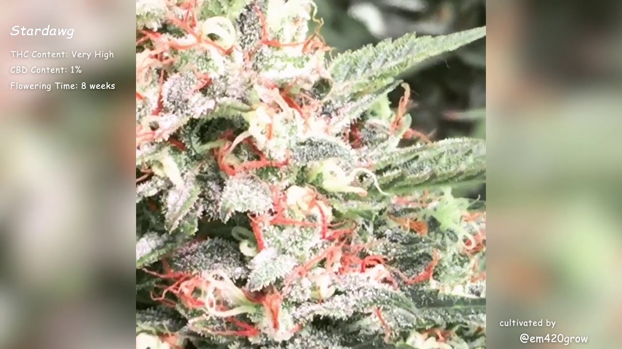 Stardawg Auto//Fast Buds Seeds//Grow Compilation