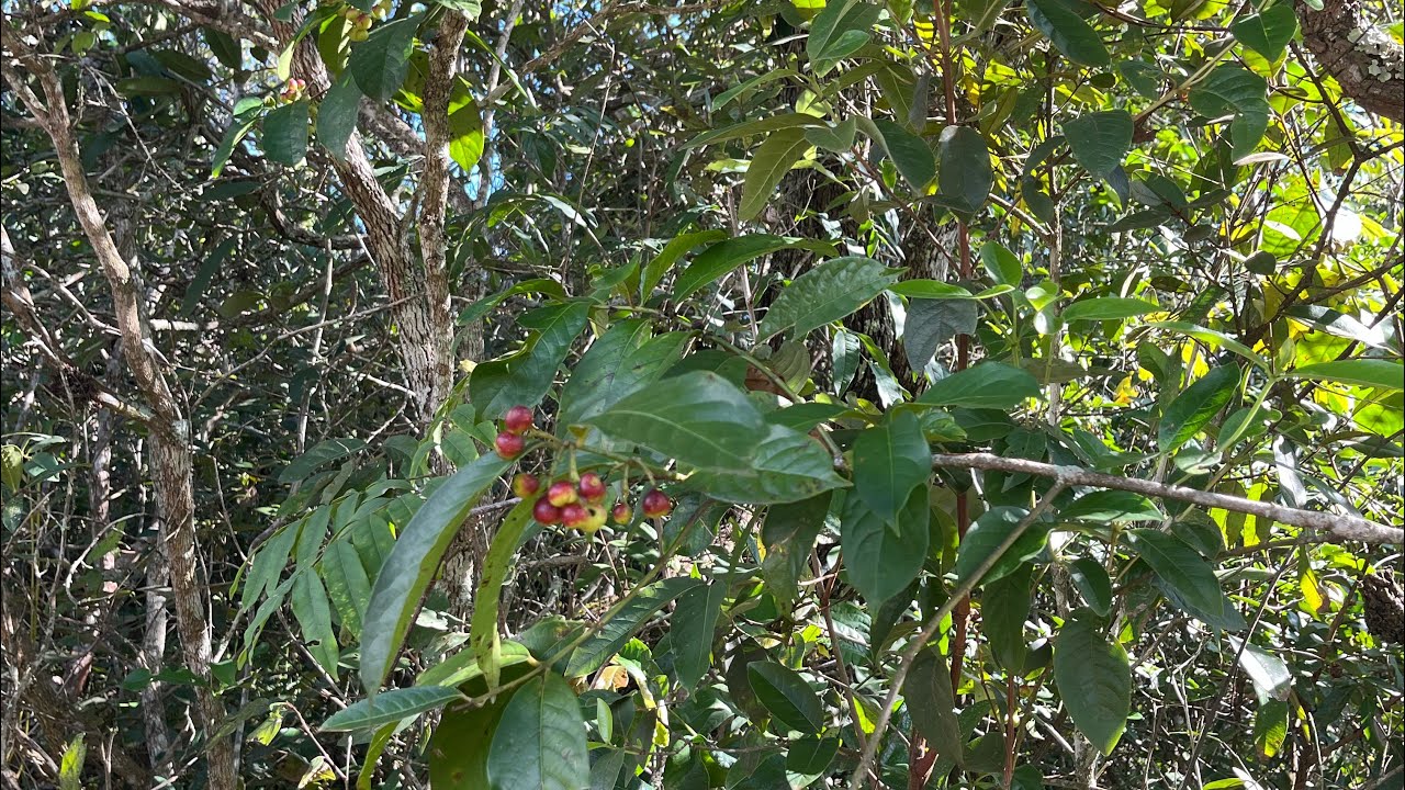 Nina na roça está ao vivo!