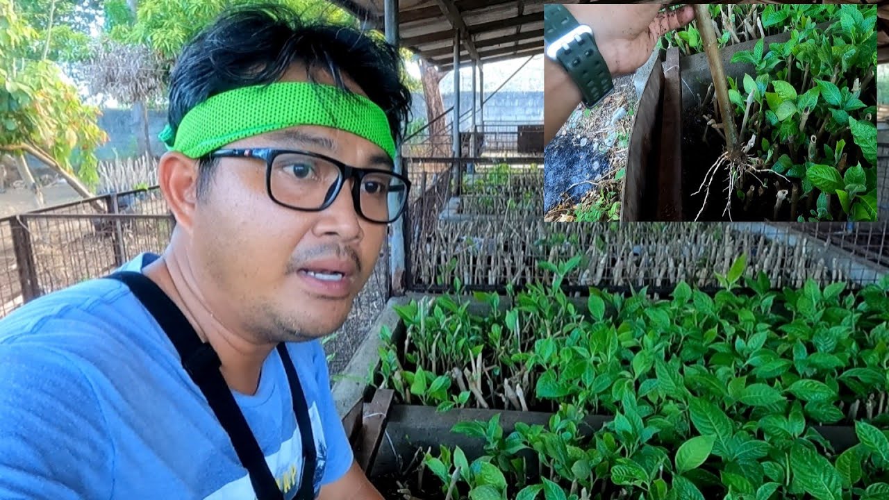 Ano nga ba ang Madre de agua at paano magtanim nito..