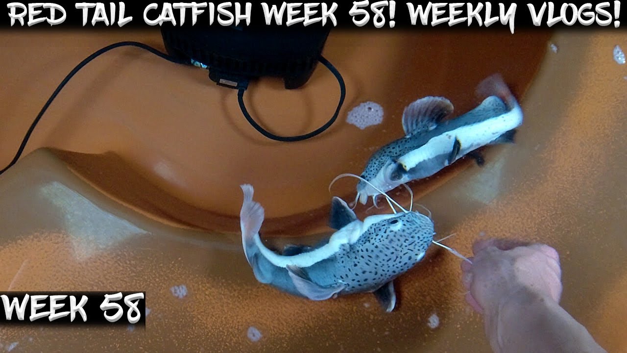 Week 58 - Weekly Red Tail Catfish Vlog!  Watch Us Grow!