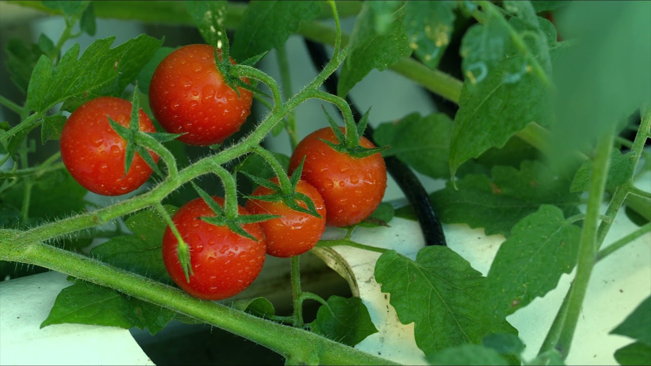 Crop Stock Footage - Farm Stock Video - Field Free Stock Footages - Crop No Copyright Videos