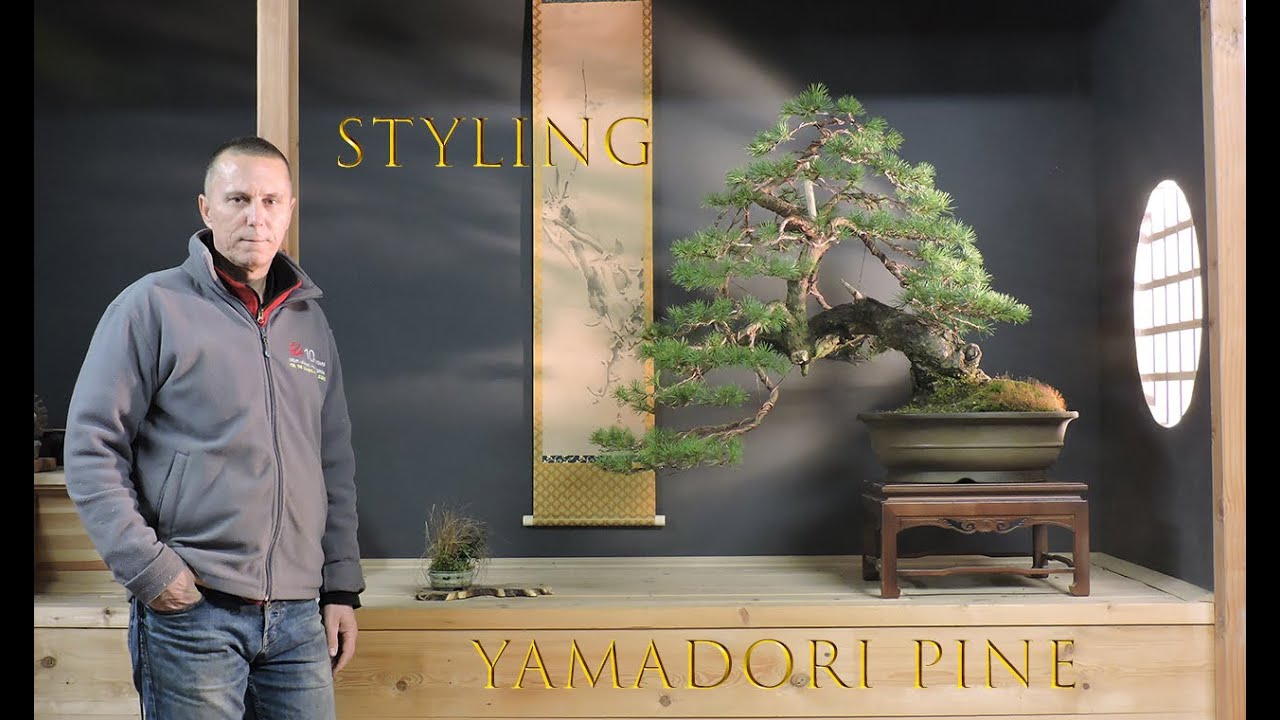 Styling of yamadori Sylvestris