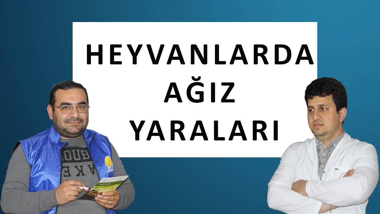 Heyvanlarda stomatitis səbəbləri: virus, bakteriya, göbələk