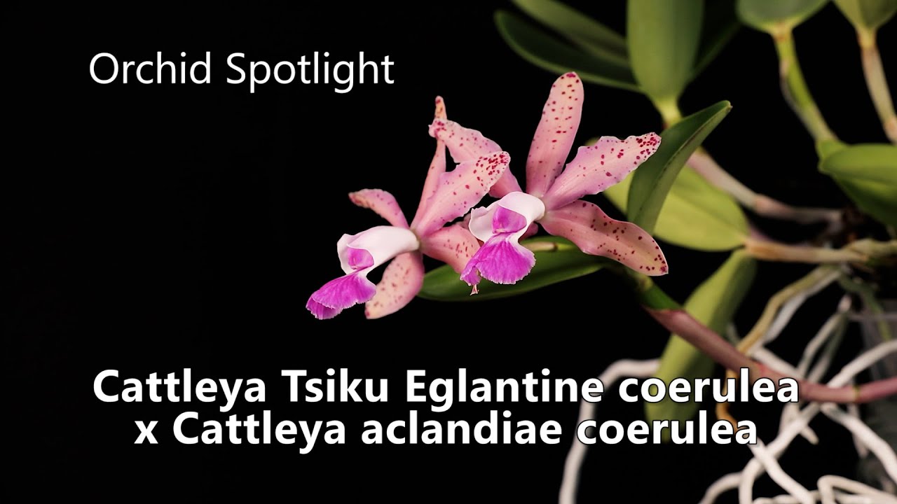 Cattleya Tsiku Eglantine coerulea x aclandiae coerulea  // Orchid Spotlight