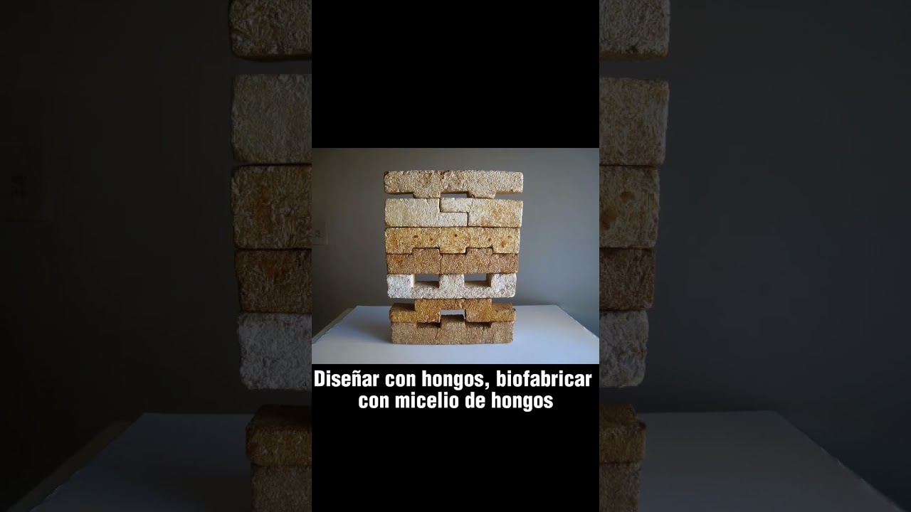 Micotectura. biofabricaci&oacute;n con hongos. #shorts #mycelium #mushroom #construir #dise&ntilde;o #hongos