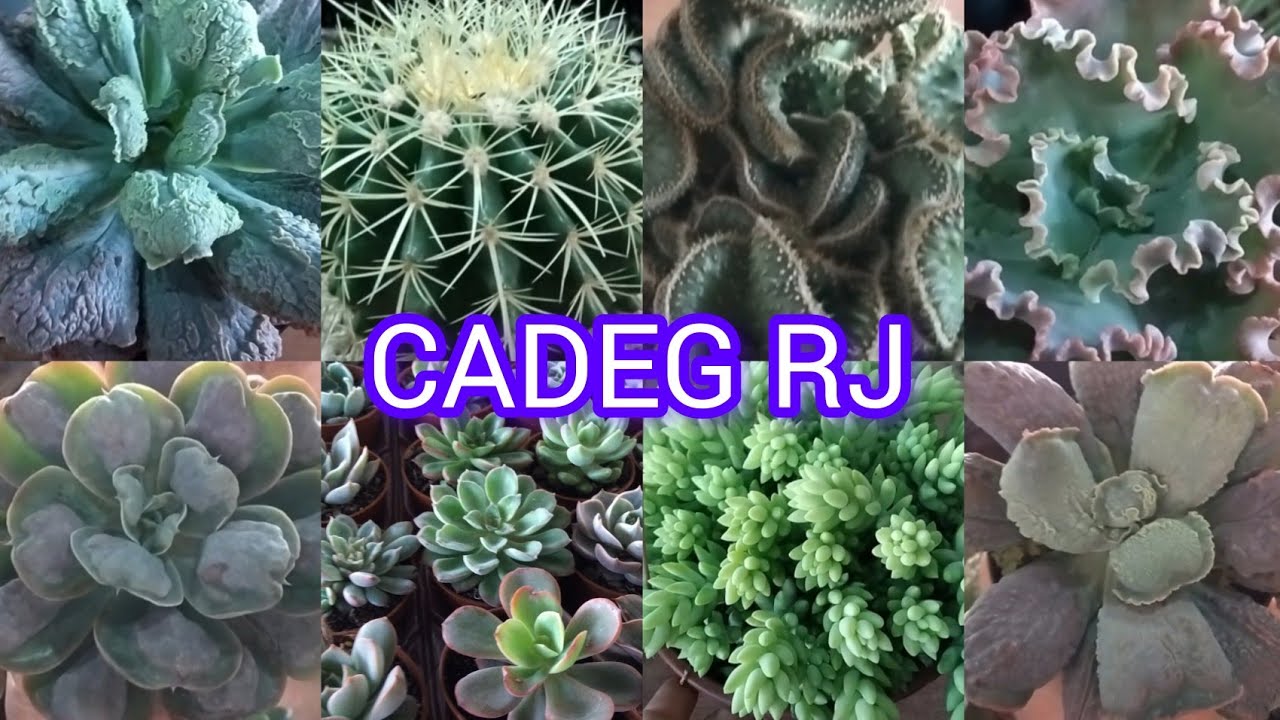 CADEG-O Maior distribuidor de plantas do Rio!#suculentas #cactos #fypviral #vida#jardim#plantas #sol