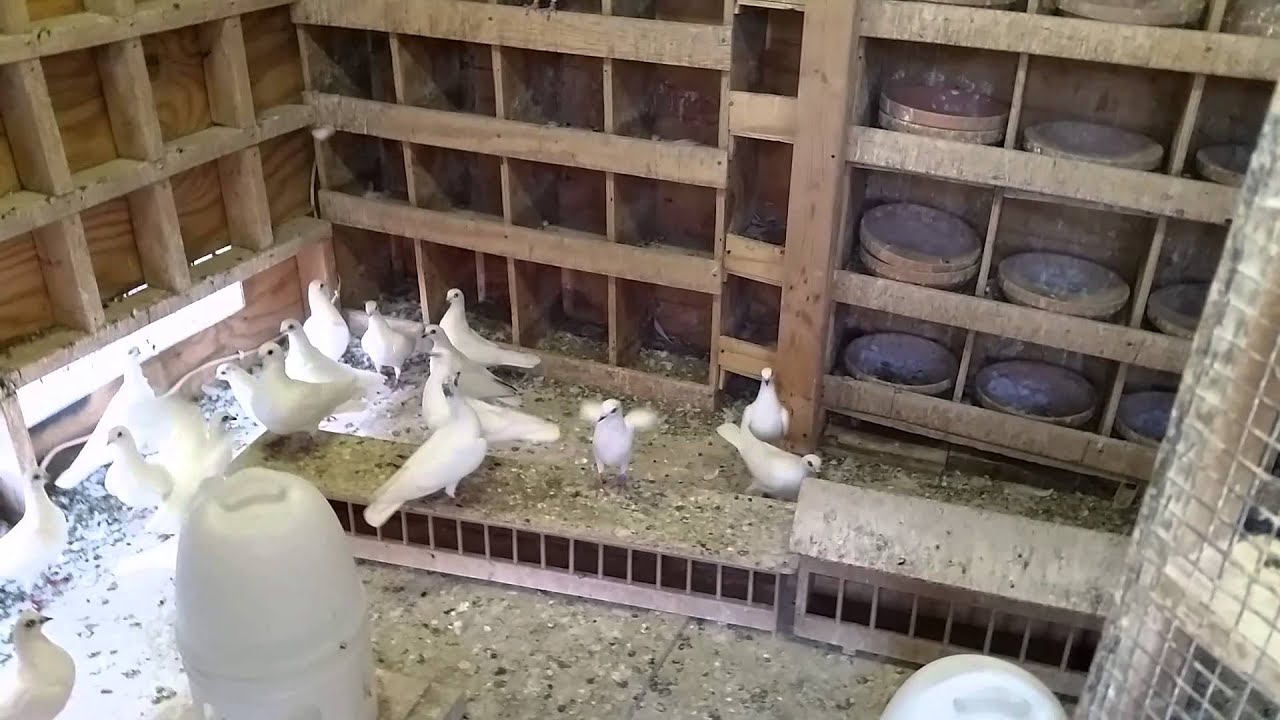 Budapest young birds