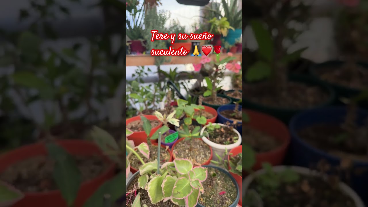 #pasoapasito #viral #plants #seguimostrabajando #porungransue&ntilde;o #bendiciones 🙏