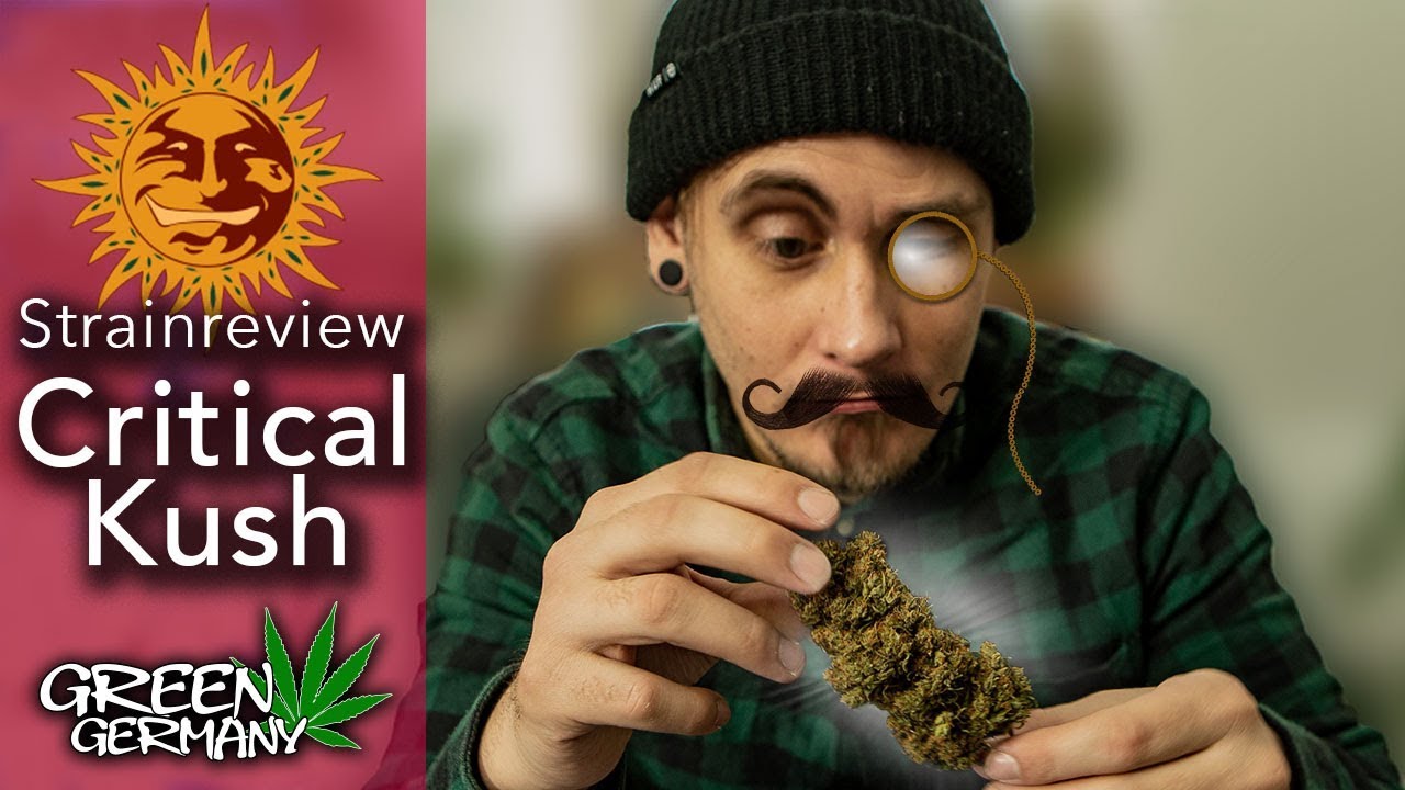 Cannabis Review: ☀️Critical Kush