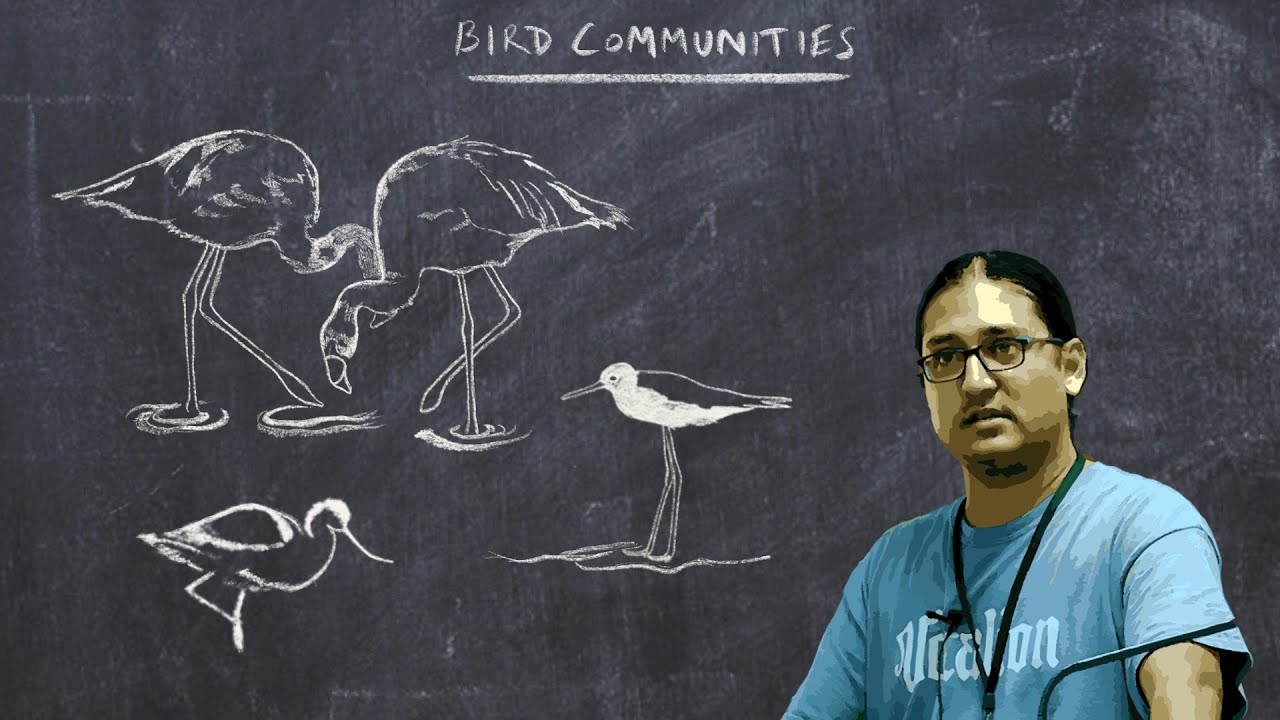 Basic Ornithology: Bird Communities