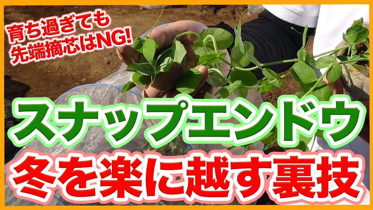 家庭菜園や農園のスナップエンドウ栽培は育ちすぎても先端摘芯はNG！楽に冬越しするコツを解説！/Tips for Cultivating Snap Peas from a JapaneseFarmer.