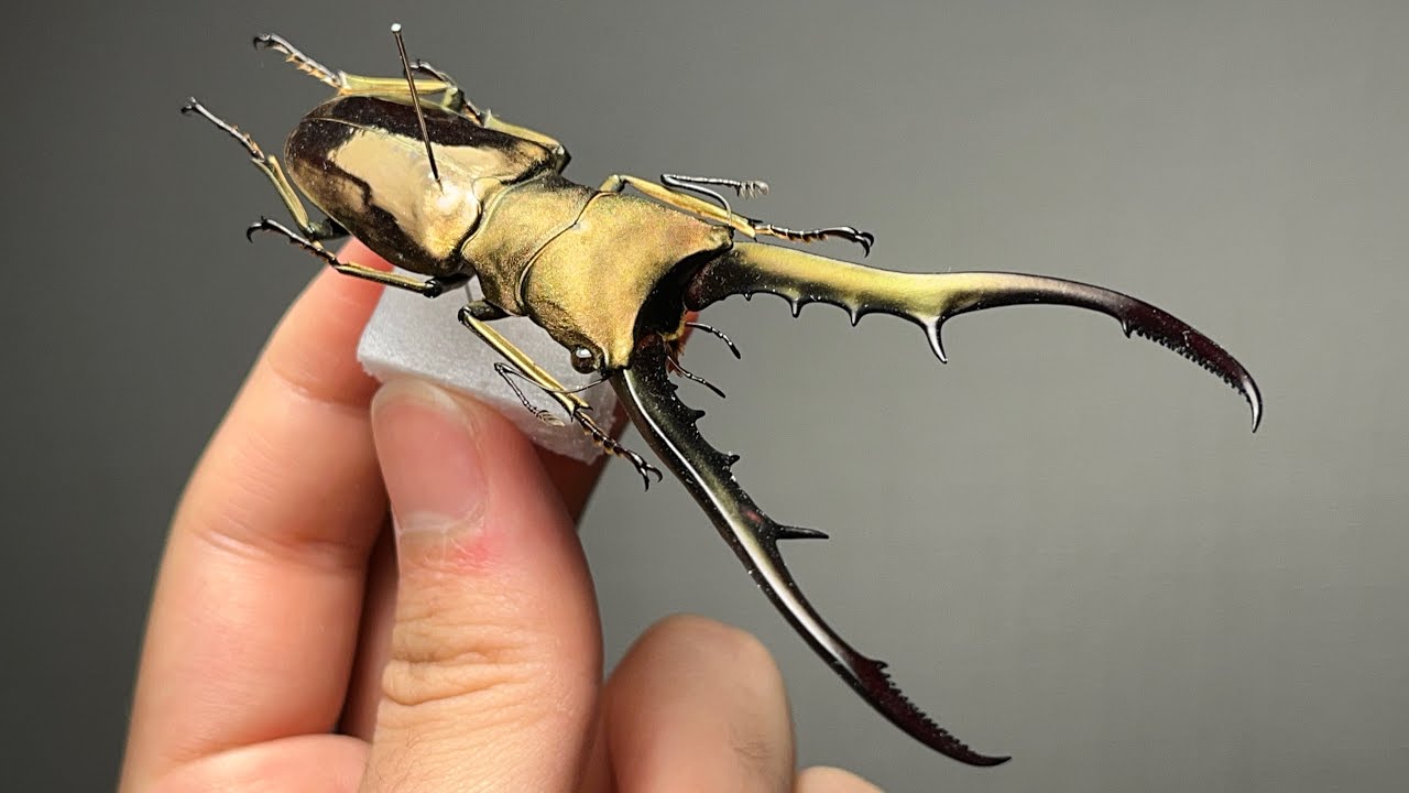 全身金色のクワガタムシを手に入れました/メタリフェルホソアカクワガタ
